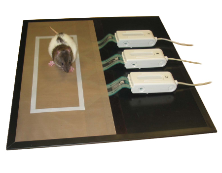 Rodent gait analysis on Animal Walkway System