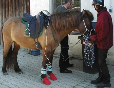 Equine gait analysis with Hoof System