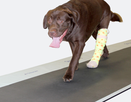 Canine gait analysis on Strideway System