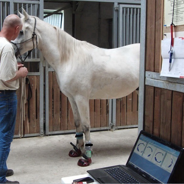horse and laptop