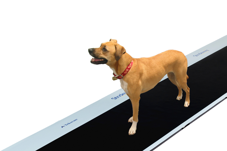 Animal Gait Analysis with Strideway System