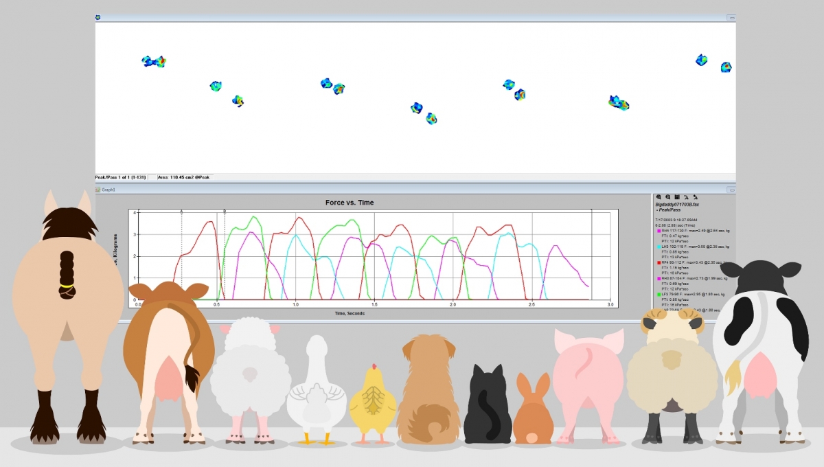 Evaluate paw pressure and force per limb.