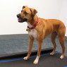 Evalute animal gait with the Walkway System.