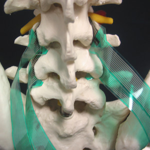 Sensors in articular processes