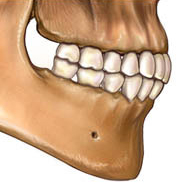 Mandible