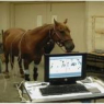 Hoof Pressure Mapping Study