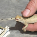 Bite Force Measurement of a Reptile